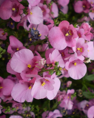 Diascia Flying Colors Rose