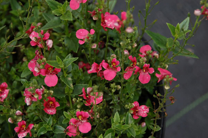 Diascia Flying Colors Rouge
