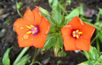 Diascia Flying Colors Orange