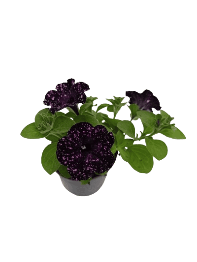 Petunia Cascade Night Sky