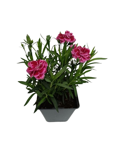 Dianthus Parfumé OSCAR varié