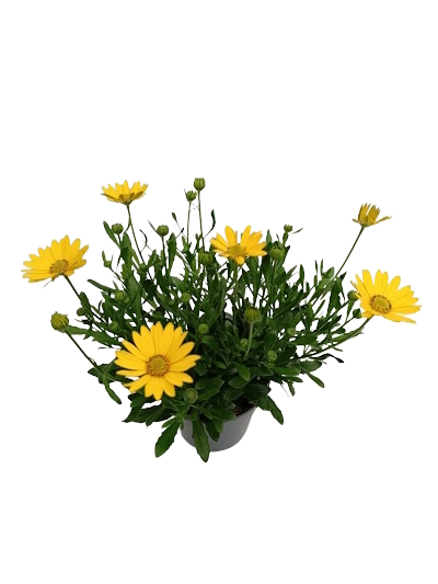 Ostéospermum Simple Varié