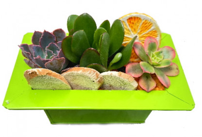 MET/Jardi color 3P (2)