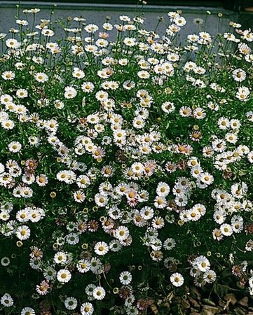 Erigeron Karvinskianus Profusion
