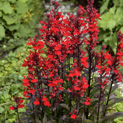 Lobelia Fulgens Queen Victoria