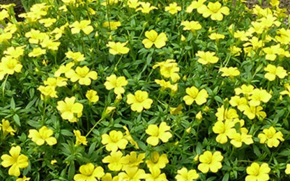 Mercadonia Magic Carpet Gold