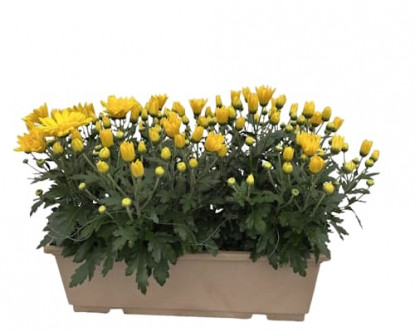 Jardi. 50cm Américaine Unicolore