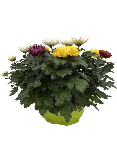 Coupe Plastique Américaine Multicolore