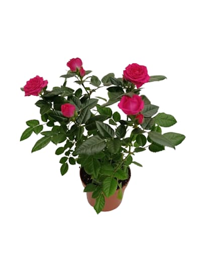 Mini Rosier