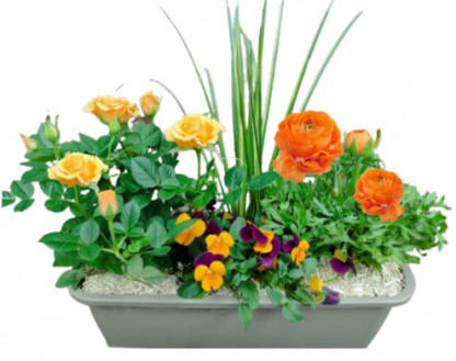 RAM/Jardi 5 plantes 5P (1)