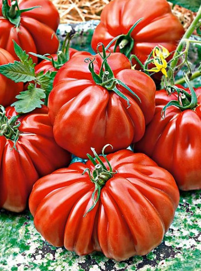 Tomate Voluptuoso