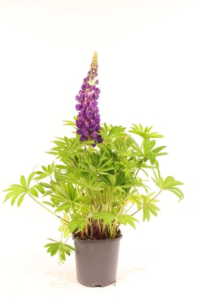 Lupin