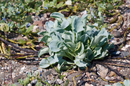 Mertensia Maritima