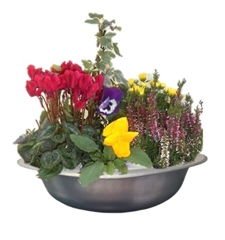 CPEMET34 - 5 plantes
