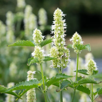 Agastache Top Blanc