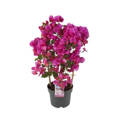 Bougainvillier Espalier