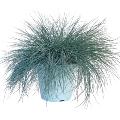 Festuca glauca blue select
