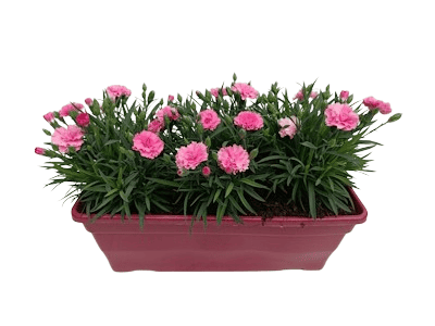 Jardinière Dianthus Parfumé J40 cm