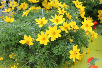 Bidens doublons annule
