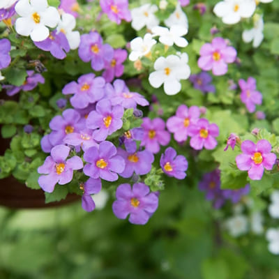 Bacopa