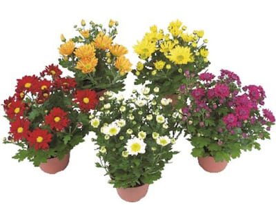 Chrysanthème