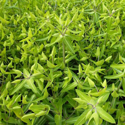 Euphorbia Lathyris