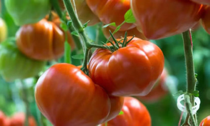 Tomate Gourmandia
