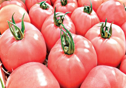 Tomate Honey Moon