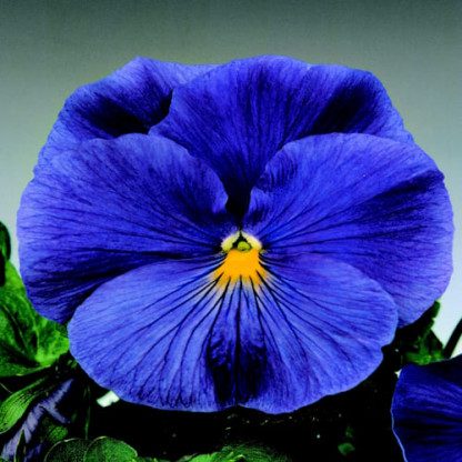 Pensée Delta Blue True