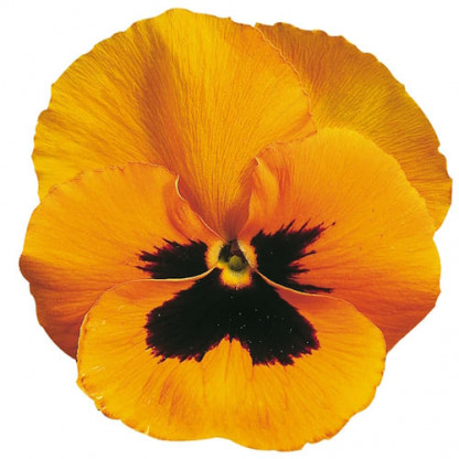 Pensée Delta Orange with Blotch