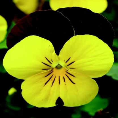 V. Cornuta Endurio Yellow with red wing