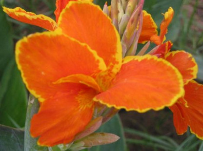 Canna Taroudant