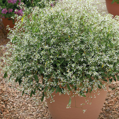 Euphorbe Silverfog