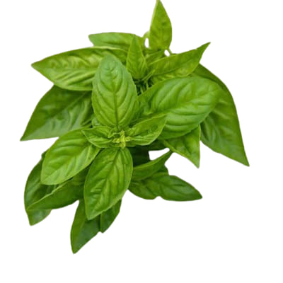 Basilic Grand Vert Bio