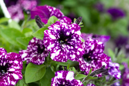 Potée Pétunia Sky Tricolore