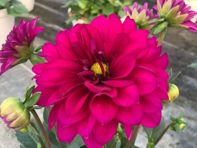 Dahlia