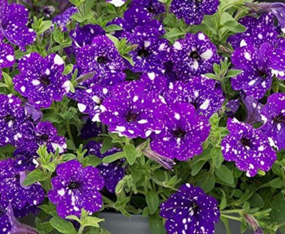 Jardinière Pétunia Sky Tricolore