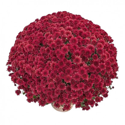 Multifleurs 40x40 Diva Rouge