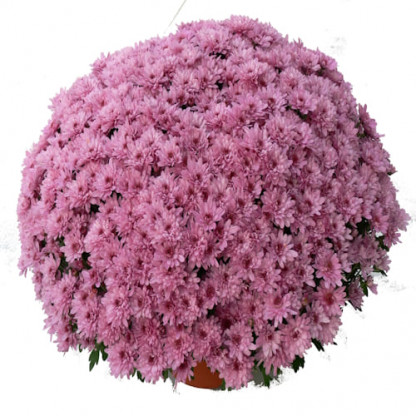 Multifleurs 40x40 Zora Rose