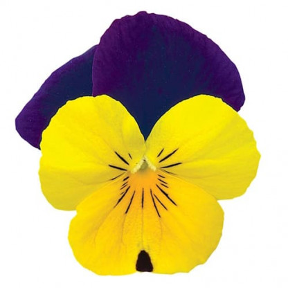 V. Cornuta Rocky Yellow with Purple wing
