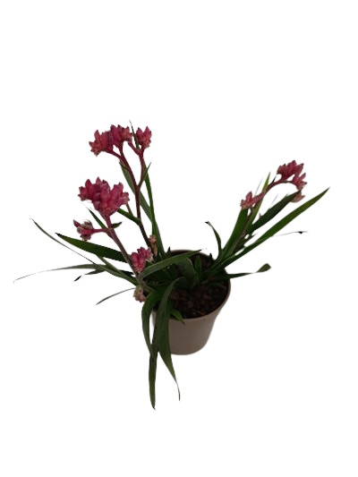 Anigozanthos