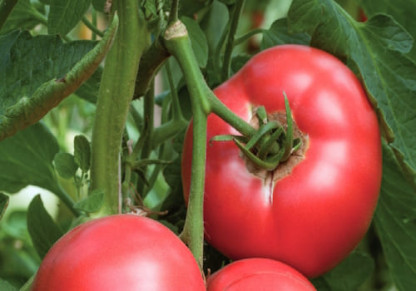 Tomate Rose Crush