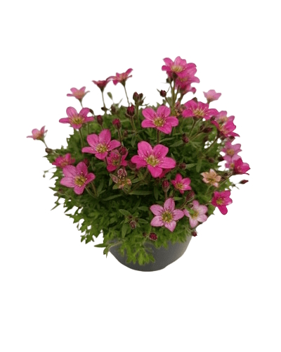Saxifrage P10