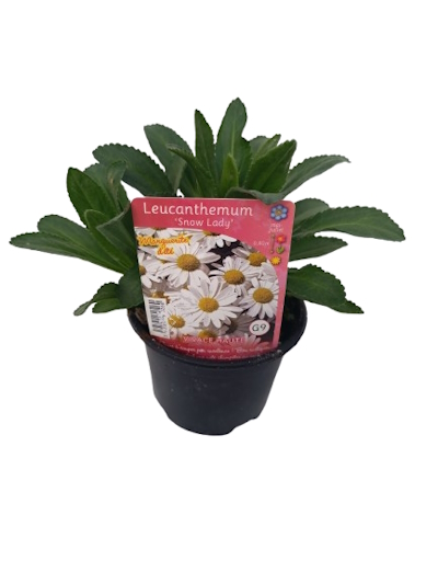 Leucanthemum