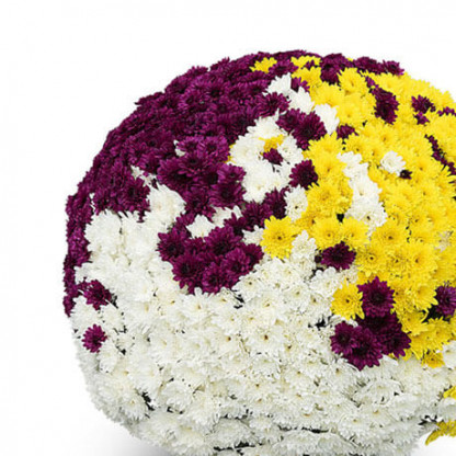Multifleurs 40x40 Tricolore YAHOU coco+golden+KORUS violet