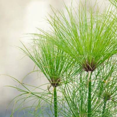 Papyrus Cyperus