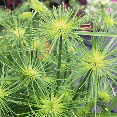 Cyperus Profiler Cedric