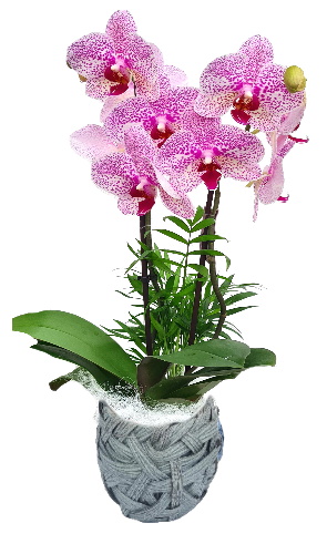 PHAL/Cpe tréssé 2P (2)