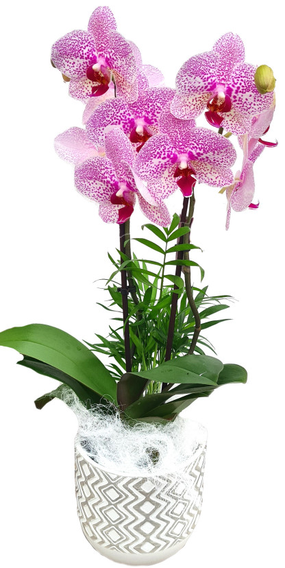 PHAL/Pot Design 2P (2)