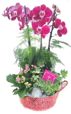 PHAL/Cpe Rosace 4P (2)